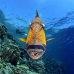 triggerfish_titan_bro_b_ni_v_0620_egy1095.jpg